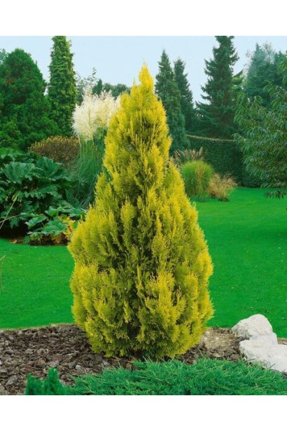 Оформлення саду з туєю західною Янтар ® для контрасту.